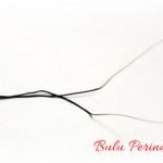 cara mengetahui keaslian bulu perindu