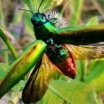 cara mengamalkan ilmu pelet samber lilin